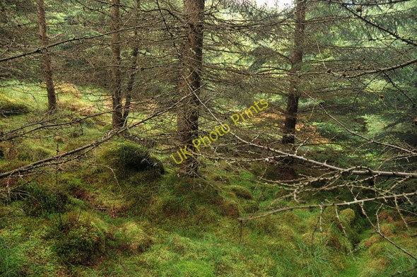 Photo 6"x4" Dense forestry near Crianlarich Crianlarich c2010