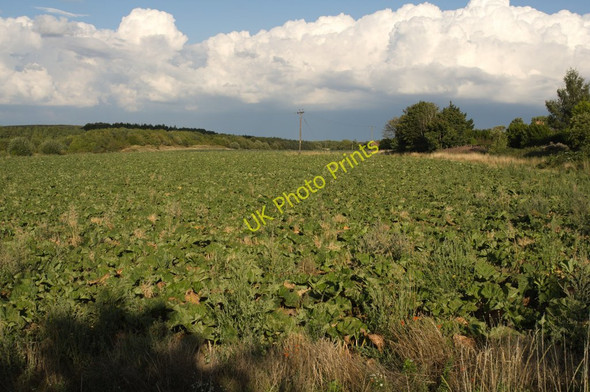 Photo 6"x4" Field of Rhubarb Rothwell\/SE3428 c2010