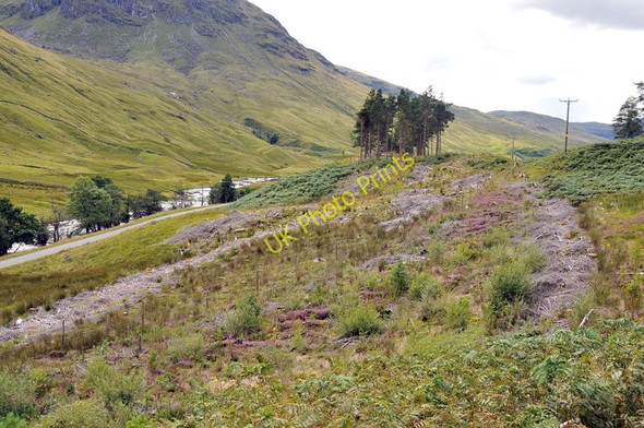 Photo 6"x4" A few trees left standing in Glen Lyon Gallin c2010
