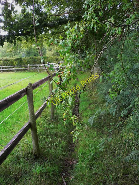 Photo 6"x4" Autumn is coming Upper Norwood\/SU9317 c2010