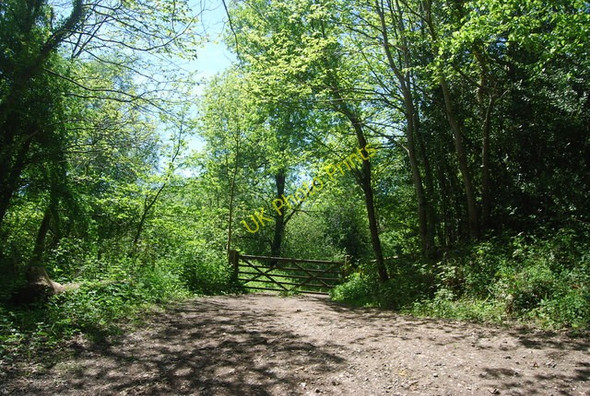 Photo 6"x4" Gate into Churchfield Wood Bells Yew Green c2010