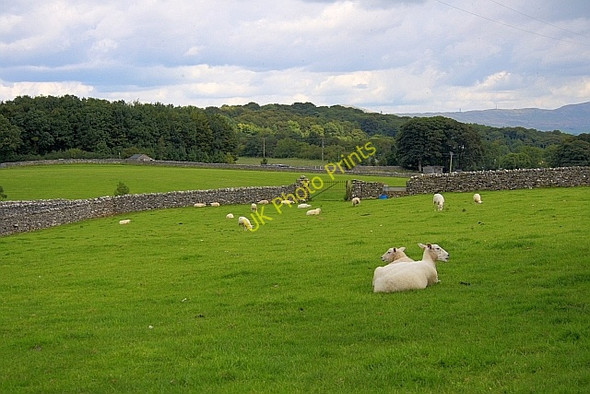 Photo 6"x4" Sheep Pasture Near Bradleyfield Kendal c2010