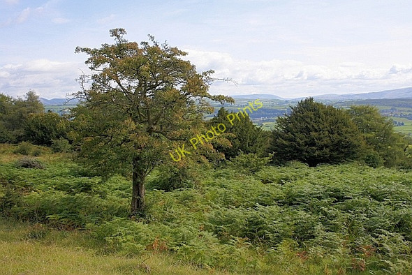 Photo 6"x4" Helsington Barrows Brigsteer c2010 P1