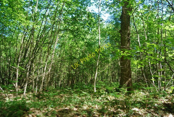 Photo 6"x4" Camden Wood Wood's Green c2010