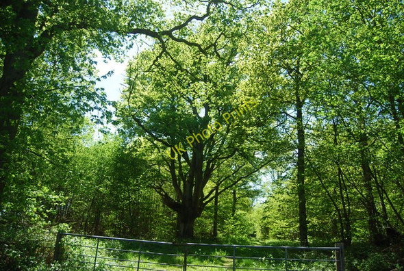 Photo 6"x4" Camden Wood Wood's Green c2010