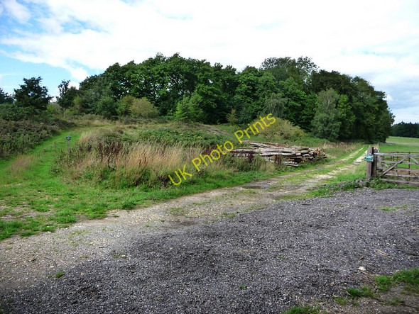 Photo 6"x4" The southern end of Long Copse Forestside c2010