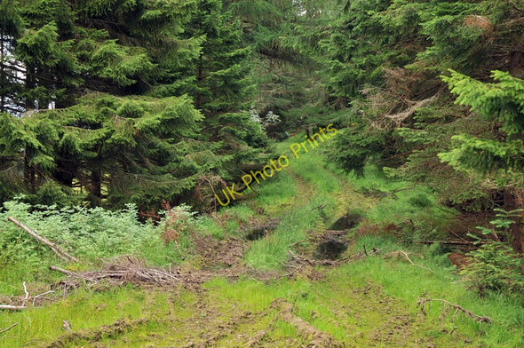 Photo 6"x4" Forest track at Kepranich Fearnan c2010