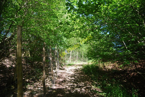 Photo 6"x4" Bridleway in Grigg's Wood Bells Yew Green c2010
