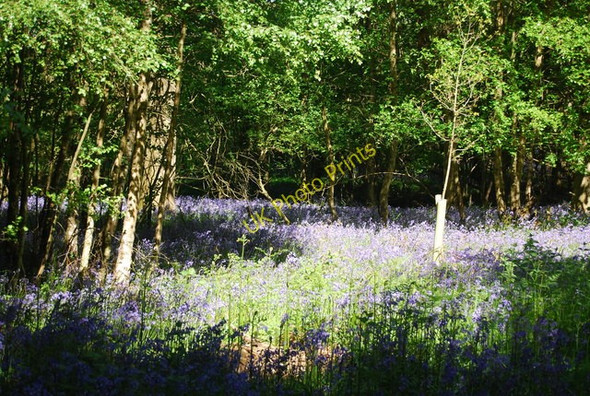Photo 6"x4" Carpet of Bluebells, Grigg's Wood Bells Yew Green c2010