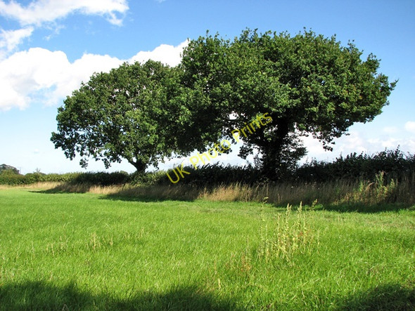 Photo 6"x4" Oak trees on a field's edge Black Carr\/TM0995 c2010