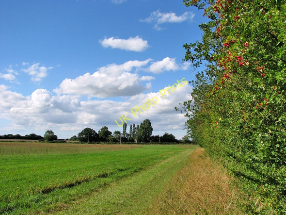 Photo 6"x4" A hedgerow full of berries Bunwell Bottom c2010