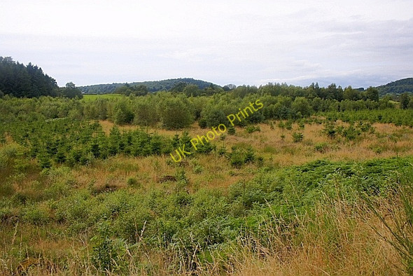 Photo 6"x4" Forestry Near Auchensheen Kippford\/Scaur c2010