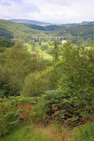 Photo 6"x4" Mabie Forest Drumsleet c2010