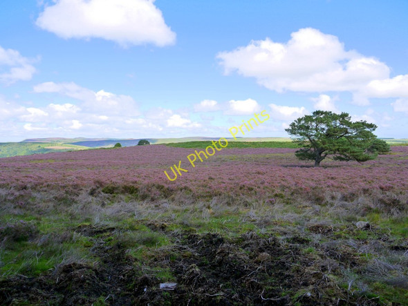 Photo 6"x4" Beanley Moor Beanley c2010