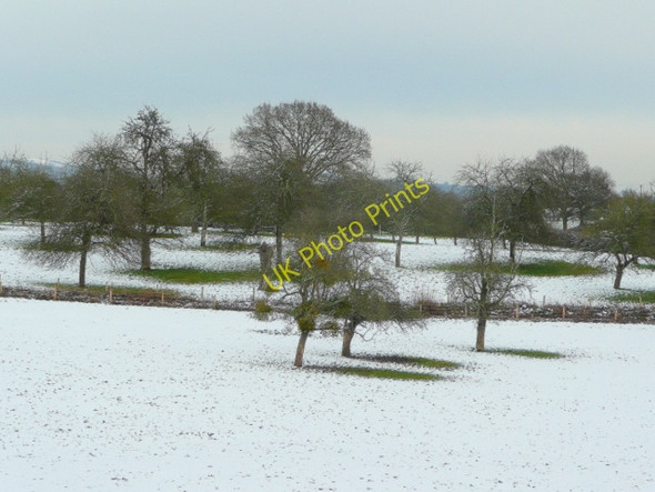 Photo 6"x4" Old orchards Lyne Down c2009