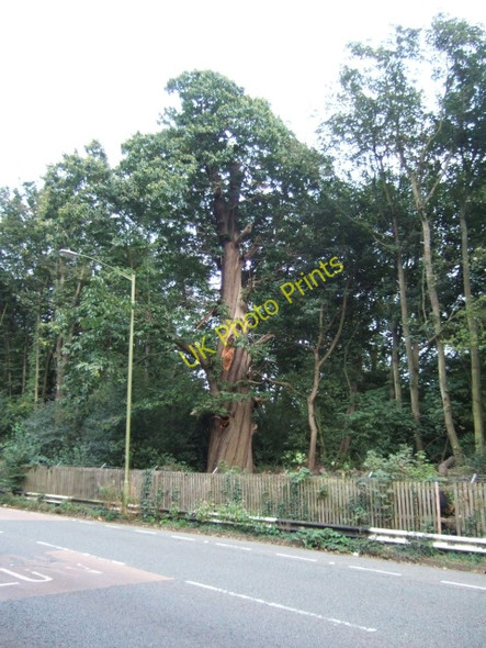 Photo 6"x4" A distinctive tree in Edgbaston Park Road Edgbaston c2010