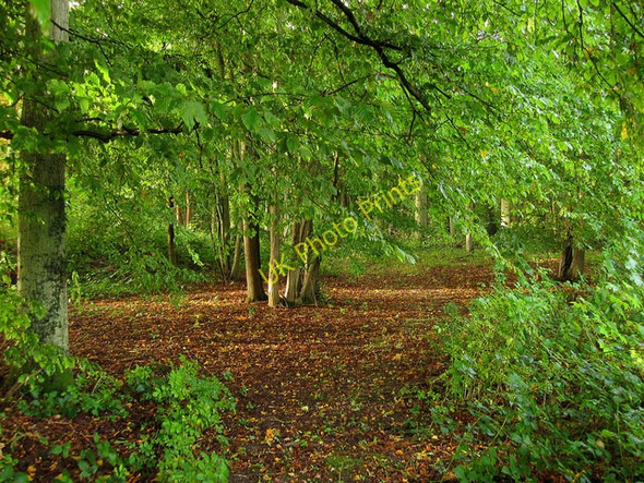 Photo 6"x4" Flatfield Shaws Shermanbury c2010