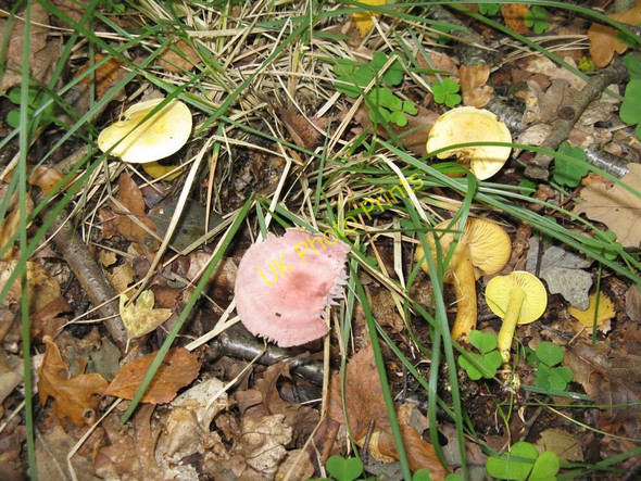 Photo 6"x4" Fungi in Calder Woods Livingston c2010