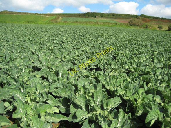 Photo 6"x4" Field of cabbages, Marazion Goldsithney c2010