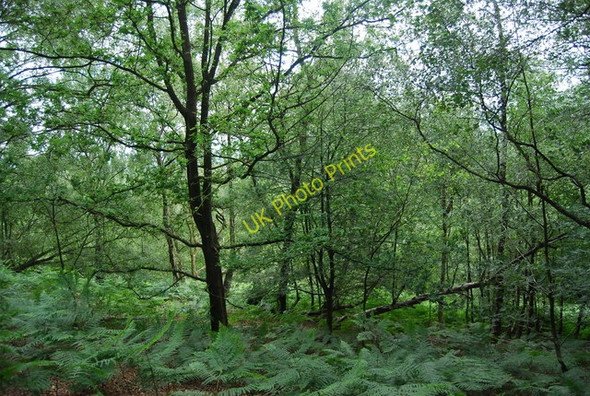 Photo 6"x4" Hurtwood near Pitch Hill Peaslake c2010