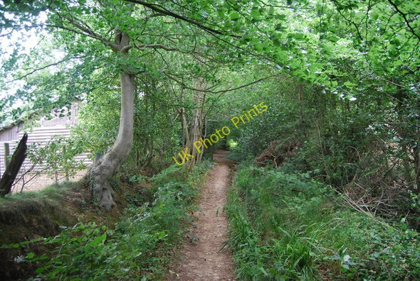 Photo 6"x4" Footpath south  from Pitch Hill Ewhurst c2010