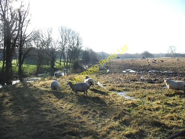 Photo 6"x4" Sheep and mallard grazing Each End c2007