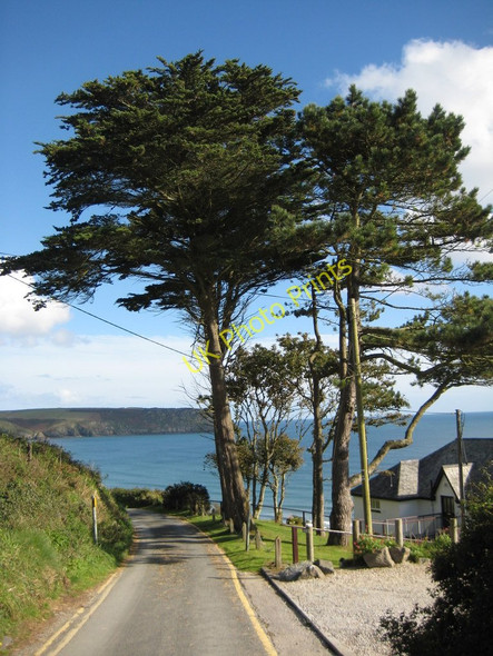 Photo 6"x4" Trees above Pendower Beach Treworlas c2010