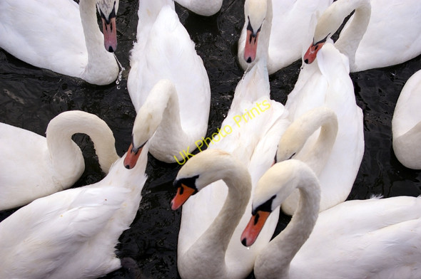 Photo 6"x4" Mute Swans (Cygnus olor) Fritton\/TG4018 c2009