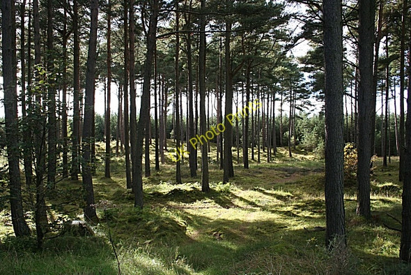 Photo 6"x4" Roseisle Forest Burghead c2010