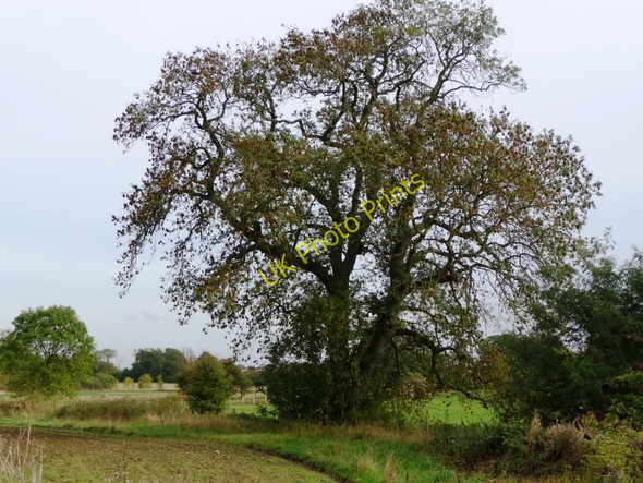 Photo 6"x4" Field tree, east of the lay-by Bainton\/SE9652 c2010