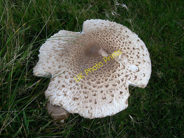 Photo 6"x4" A cliff top fungus Mynydd Gilan c2010
