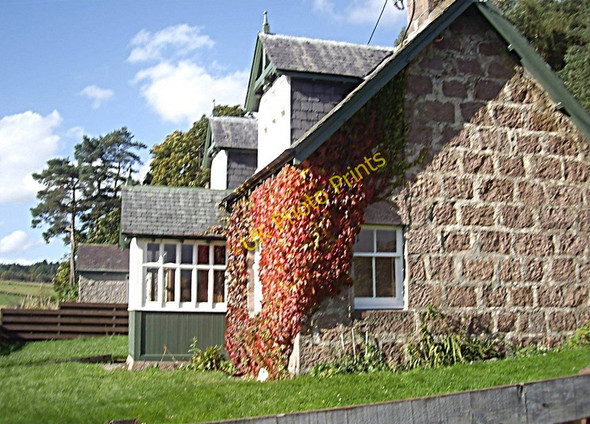 Photo 6"x4" Autumn foliage at Gallowbrae Kincardine O'Neil c2010