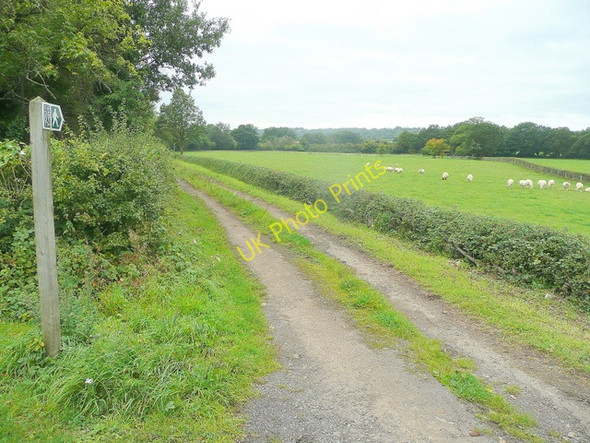 Photo 6"x4" Track and footpath to Ashworthy Farm Cromhall Common c2010