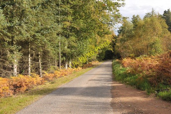 Photo 6"x4" Road through Inshoch Wood Dyke\/NH9858 c2010 P1