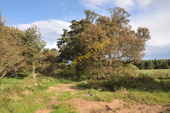 Photo 6"x4" Trees at the field edge near Grange Hall Forres c2010