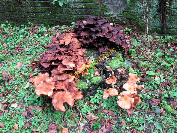 Photo 6"x4" Rosary cemetery, Norwich - decaying mushrooms on tree stump Norwich c2010