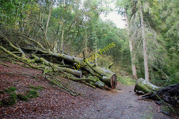 Photo 6"x4" Fallen tree, path to Deil's Caldron Comrie\/NN7722 c2010