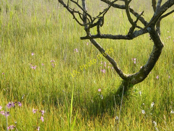 Photo 6"x4" Ragged robin and bog cotton at the edge of the reeds Poundland\/NX1787 c2009