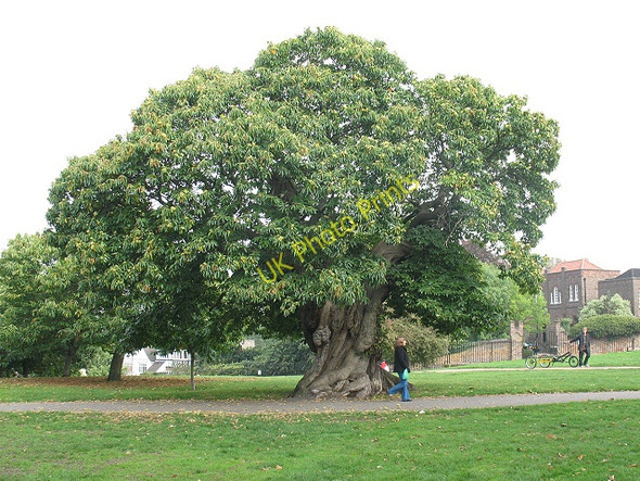 Photo 6"x4" Chestnut tree in Greenwich Park Greenwich\/TQ3977 c2010