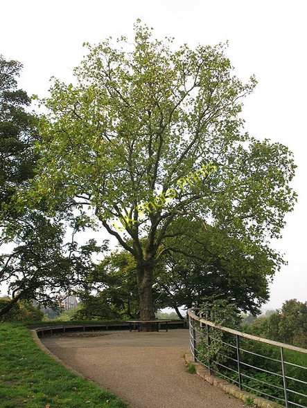Photo 6"x4" One Tree Hill, Greenwich Park Greenwich\/TQ3977 c2010