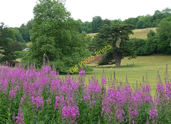 Photo 6"x4" Parkland near Fonthill Bishop (1) Greenwich\/ST9232 c2010