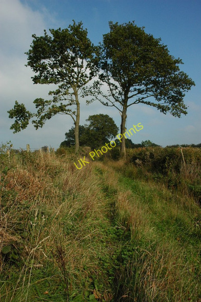 Photo 6"x4" Trees and a track Kingcoed c2010
