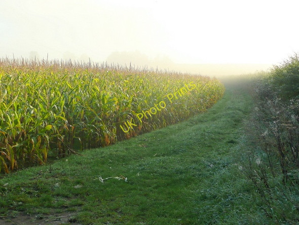 Photo 6"x4" Maize on a misty morning Deerhurst c2010