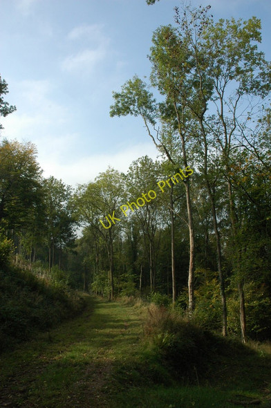 Photo 6"x4" Woodland track at Ffosydd-orles Cwmcarvan c2010