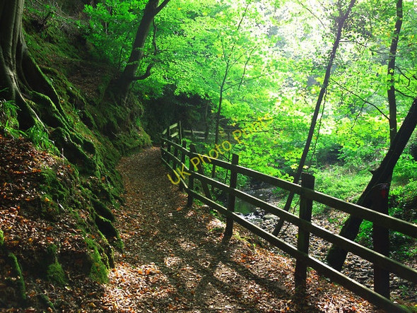 Photo 6"x4" Autumn at Crawfordsburn Crawfordsburn c2010 P1