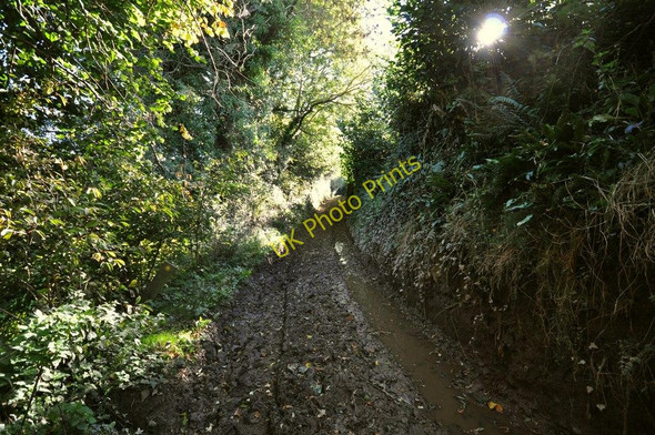 Photo 6"x4" Hawcombe lane where a footpath from Lower Winsham joins on the left Knowle\/SS4938 c2010