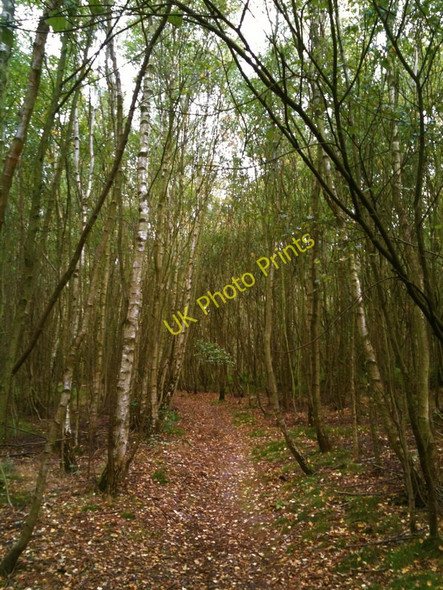 Photo 6"x4" Silver Birch trees in Hopwas woods Hopwas c2010