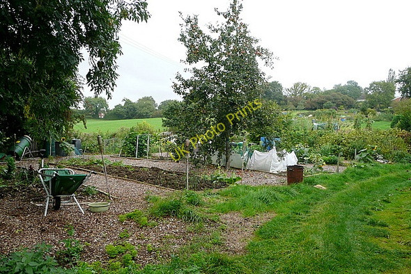 Photo 6"x4" Nettlebed allotments Nettlebed c2010