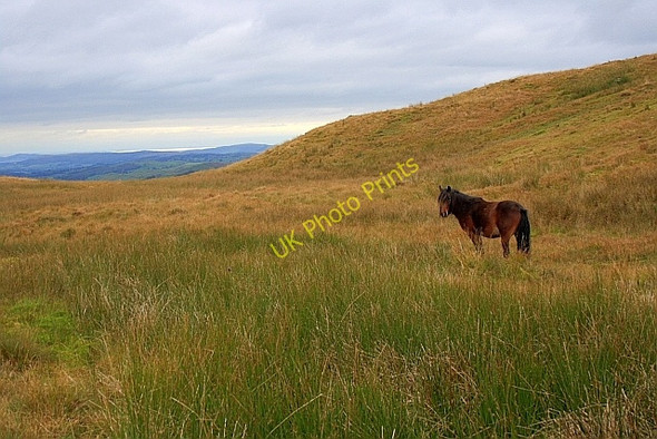 Photo 6"x4" Fell Pony, Hollow Moor Green Quarter c2010