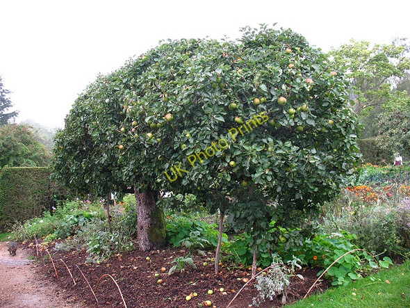 Photo 6"x4" Apple harvest at Standen Charlwood\/TQ3934 c2010
